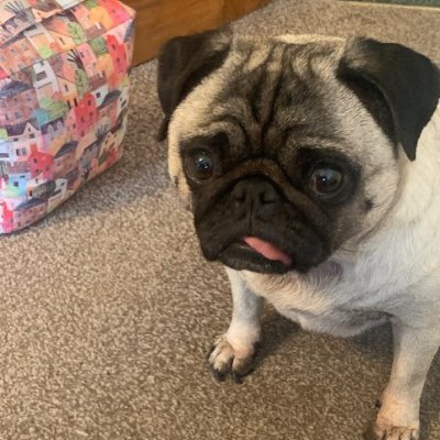 A regular pug loving Brighton life, my family, walks, socialising, food, hugs and much more. I allow my mummy (a linguist)  to use my account from time to time.