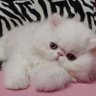 sukoyakaHokuto's profile picture. 「でもある日突然一枚パンツとか渡されたらめっちゃ嬉しくなっちゃうかも…」