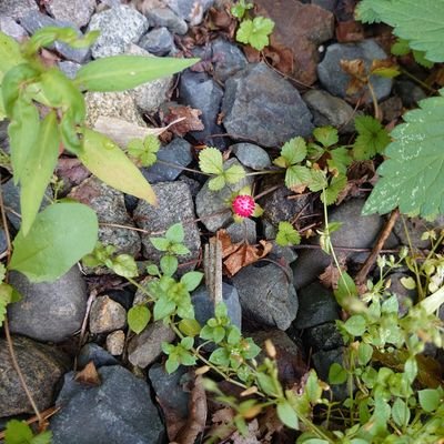 snaffymom's profile picture. 