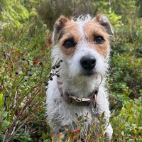 Johanna Haraldsson (@joharald) 's Twitter Profile