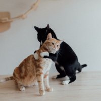 The cutest cats in the world(@cutecatonline) 's Twitter Profile Photo