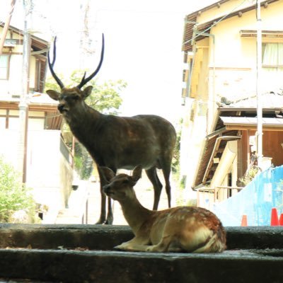 奈良県出身です。今は東京で仕事をしていますが、奈良が大好きです。もっと奈良の魅力を見つけていきたいです。最近はカメラ、登山にどんどんハマっていってます。他にも怪談、心霊、ホラー、神社仏閣、鉄道、マンガ、アニメ、生き物…興味あるものいっぱいです！