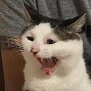 noisymints's profile picture. 1f u c4n r34d th1s u r34lly n33d t0 g37 l41d