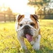 PhwangRobe66864's profile picture. Welcome to

@english bull dog Lover Club

We share daily #english bull dog

Contents

 Follow us if you really love

english bull dog