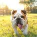 english bull dog lover club (@phwangrobe66864) Twitter profile photo english bull dog lover club (@phwangrobe66864) Twitter profile photo