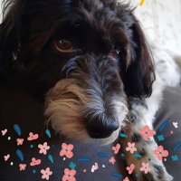 sv_sokol (@lonewanderer_22) 's Twitter Profile