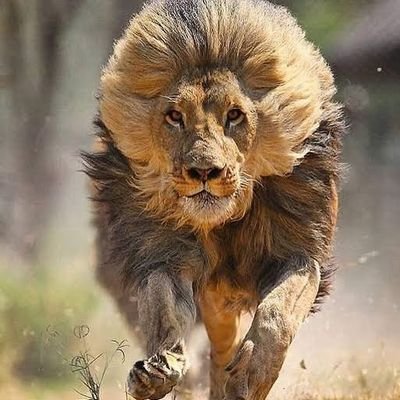 Scientist
Master Strategist 😎
Electrical Electronics and Telecommunication prototype Eng.