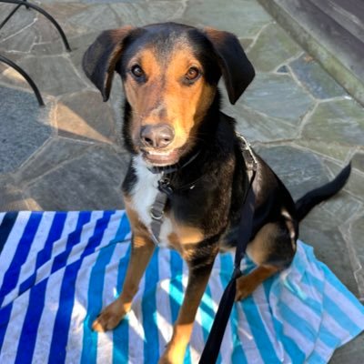 Dem crazy dog lady, Jersey in the south, armchair twitter pundit. Silence is complicity. You broke it? You bought it. Roy Cooper for Senate