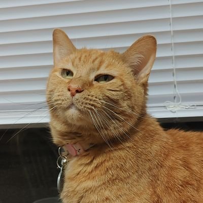 MeowsinYpsi Profile Picture