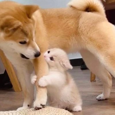 🇨🇳23⬆️|無言フォロー失礼します|Eng/中文/日本語|kmt🔥🎴|SxF🌆🧥左右固定|LOL|T1wins|ZOFGK❤️|Viper❤️|RE4|dmc💙❤️|