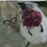 うさぎさん (@vma242869) 's Twitter Profile Photo