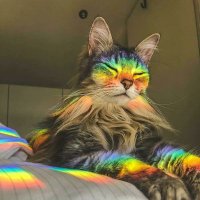 Bengisu 🏳️🌈 (@letsgodoctor) 's Twitter Profile