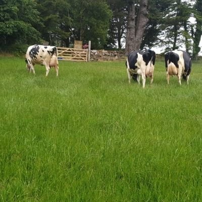 Tipperary Waterford area Holstein Friesian Breeders Society