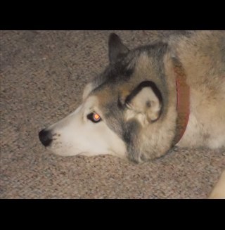 kingcrazywolf's profile picture. 