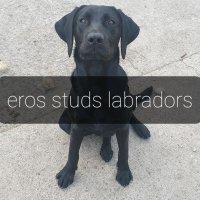 EROS STUD LABRADORS(@ANTHONYBRAZIER4) 's Twitter Profileg