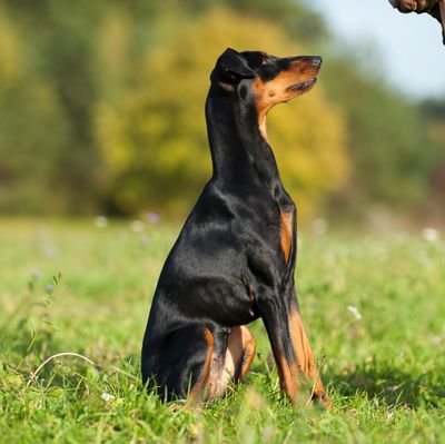 KehbaZ's profile picture. 