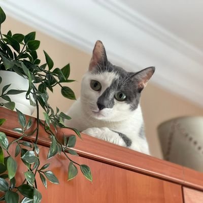 Angeles199119's profile picture. 