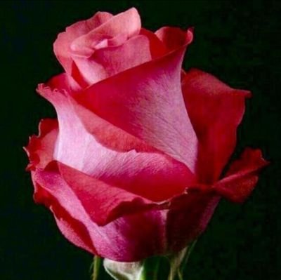 martinezguille's profile picture. cirujano dentista endoperiodoncista,madre,mujer exitosa