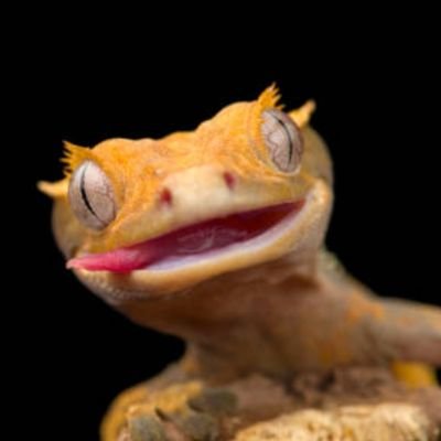 duckiepog's profile picture. 