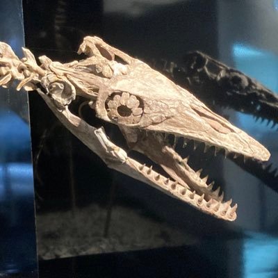 cothesan's profile picture. 絵描き応援ROM垢 20↑成人済