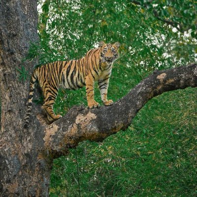 राजस्थान,लगे कुछ अपना सा!