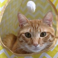 Takako.M (@takako_cat) 's Twitter Profile