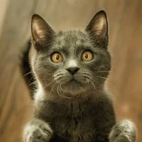 ステイチ@相互フォロー (@tmkboxn) 's Twitter Profile