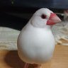 HOUZUKI1970's profile picture. 2017年7月から保護した白文鳥の「ぶん」を飼ってましたが12月24日🌈を渡りました😭桜文鳥「サクラ」を2020年12/24新たにお迎え🐤シルバー文鳥の「シロ」を2022年3/20新たにお迎え🐤4/16🌈の橋を渡りました。
無言フォロー失礼します🙇