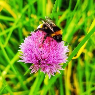 🌱Regenerative Agriculture 🌱
🌻Permaculture, Agroecology, Organic, Agroforestry.
Studying Level 4 Agroecology 🌻 Louise 🐝