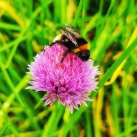 Humble Bee 🐝 Organic(@humblebee_farm) 's Twitter Profileg
