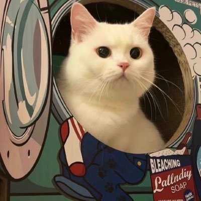 keeniyyo's profile picture. study acc