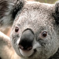 ALEKSANDRA KNIGHT (@wafflechop_90) 's Twitter Profile