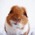 Guinea Pig (@dailyguineapig) Twitter profile photo Guinea Pig (@dailyguineapig) Twitter profile photo