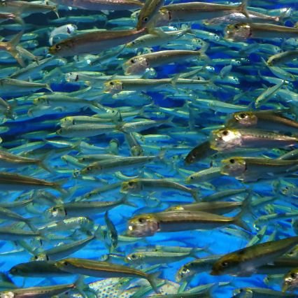 webda11's profile picture. 成人済です。