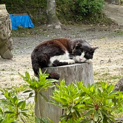 Harcaさんのプロフィール画像