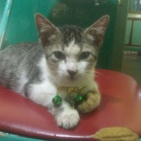 Koceng manis (@koceng_manis) 's Twitter Profile