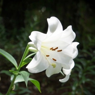 InnocenceLis's profile picture. 