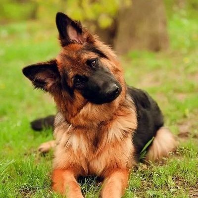 RastheOg22's profile picture. Surviving is Winning.