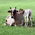 Cow Conservation Center (@conservethecows) Twitter profile photo Cow Conservation Center (@conservethecows) Twitter profile photo