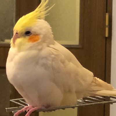 オカメインコのコナちゃんを飼っています。かわいい動物動画が大好きです。Twitter社が規定とする引用元がわかるように動画をアップいたします🌟削除依頼は即対応致します💪無言フォロー失礼いたします🙏癒されたらフォローしてください⭐️フォロー返し致します💫フォロワー募集⭐️ＤMは🙅で🙇