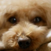 りかゆん (@sasugadayo1216) 's Twitter Profile Photo