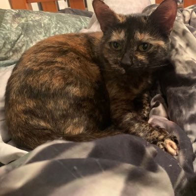 HammishPatters1's profile picture. 