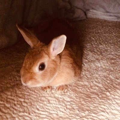 maple_zo's profile picture. 成人済み 雑多 雑食 bll/rv/sd など 3L🙆‍♀️