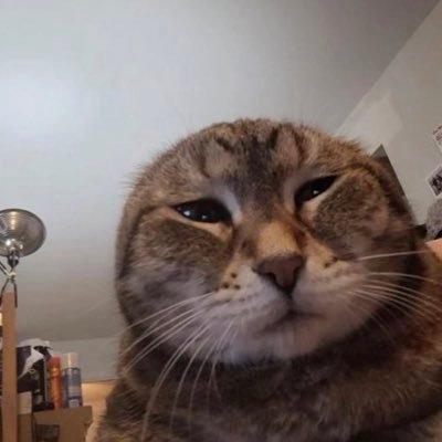 meadow__00's profile picture. money/fester