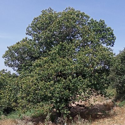 LeirasDeProgo's profile picture. Recuperación leiras abandoadas para plantar (e vender froito) castiñeiros, nogueiras, abelairas...
Leira da Montán, A Besada, A Senra, O Cabezo.
Apadriñas?