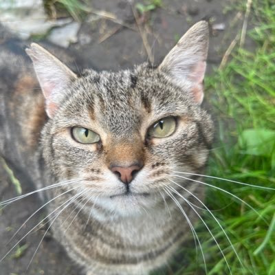 Wir sind Cookie,Stanley& Fiene,Minister für tierübergreifende Verständigung im #Hundeskabinett Stanley🐈15.Mai/Cookie2🐈⬛ 1.August/Fiene😺1.August