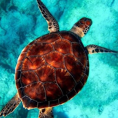 vipinpnair28492's profile picture. 