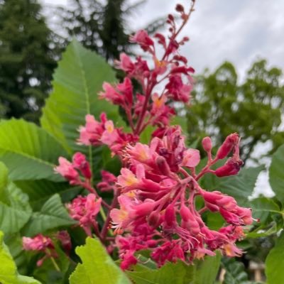 マロニエさんのプロフィール画像