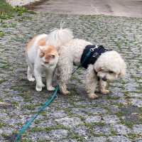 Matti und Oscar mit Menschin(@Birgit97770267) 's Twitter Profile Photo