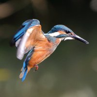 シグナス (@cygnus855) 's Twitter Profile Photo